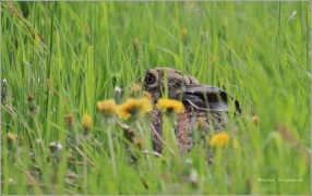 <p>ZAJÍC POLNÍ (Lepus europaeus) Šluknovsko - Severní /European hare - Feldhase/</p>